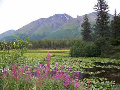 lilly pad lake-5286