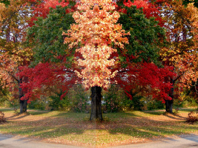 mirror_images