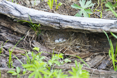 Nest with Junko's eggs