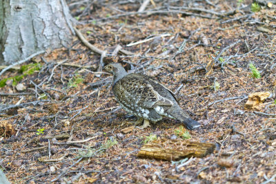 Blue Grouse