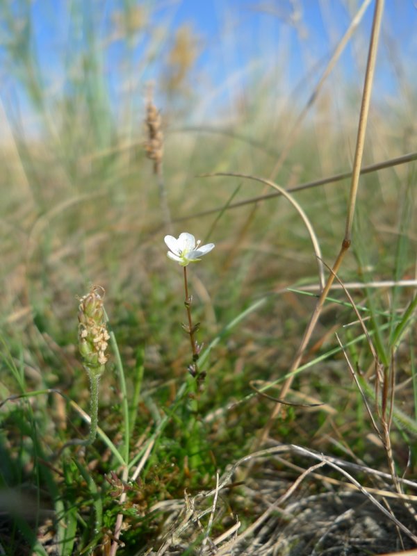Sagina nodosa