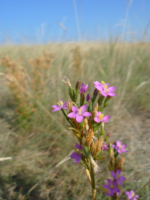 Centaurium littorale