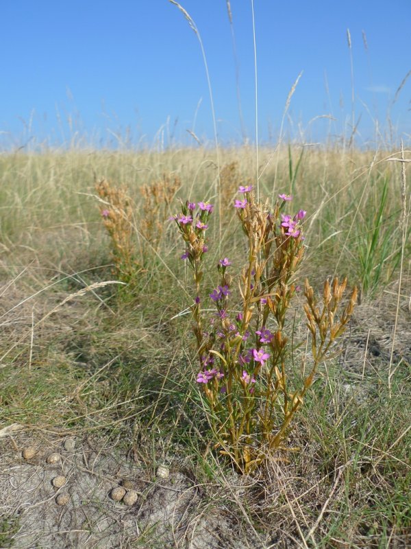 Centaurium littorale