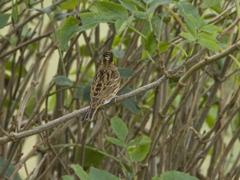 Emberiza rustica