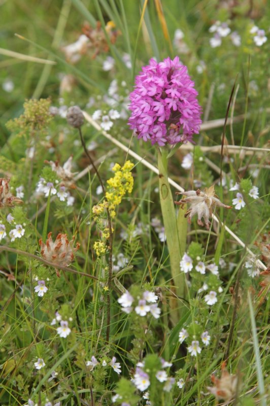 Anacamptis pyramidalis