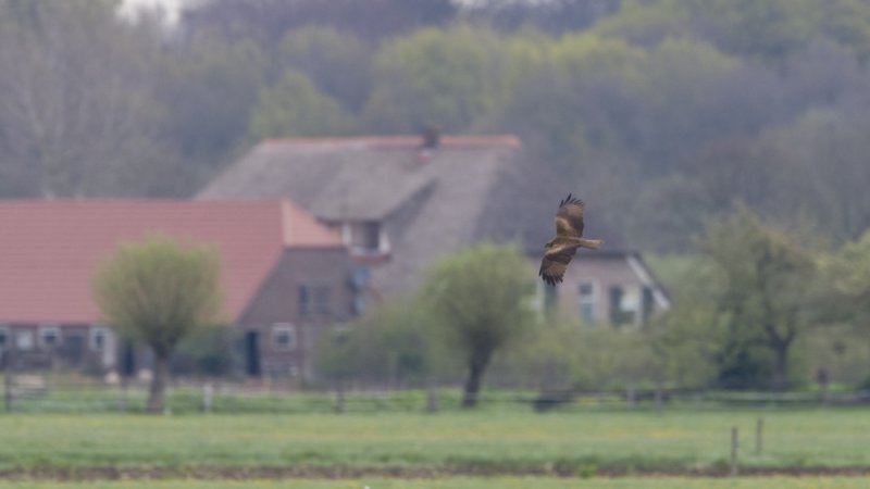 milvus migrans