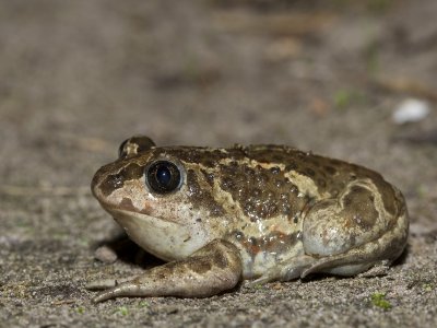 Pelobates fuscus