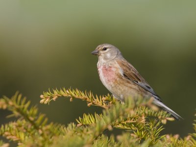 Carduelis cannabina