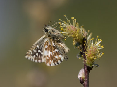Pyrgus malvae