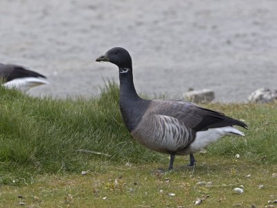 branta bernicla