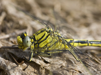 Gomphus pulchellus