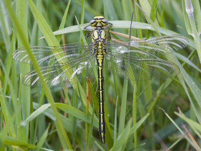 Gomphus pulchellus