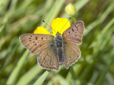 Lycaena tityrus