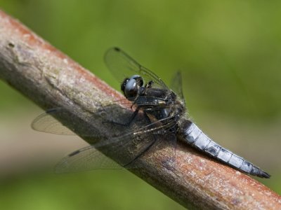 Libellula fulva