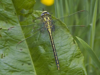 Gomphus pulchellus