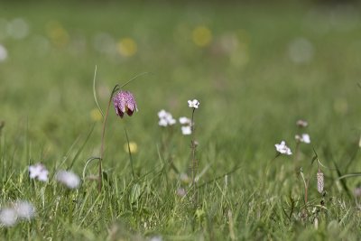 fritillaria_meleagris