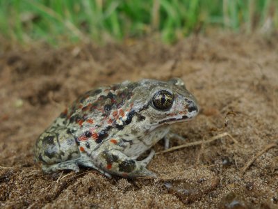 Pelobates fuscus