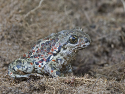 Pelobates fuscus