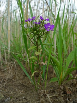 Legousia speculum-veneris