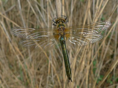 Cordulia aenea