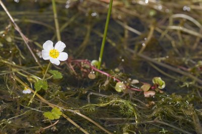 Ranunculus spec