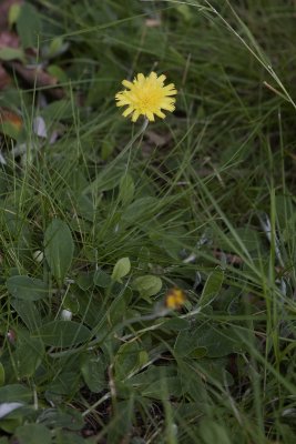 Hieracium pilosella
