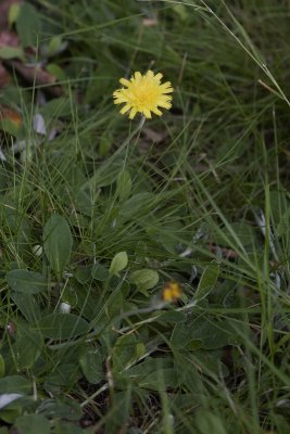 Hieracium pilosella