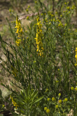 Genista tinctoria