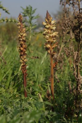 Orobanche reticulata