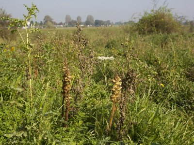 Orobanche reticulata