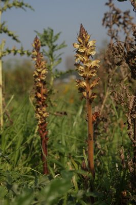 Orobanche reticulata