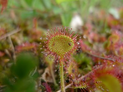 Drosera rotundifolia