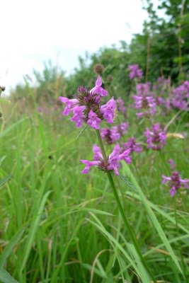 Stachys officinalis