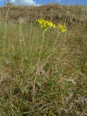 Sedum reflexum