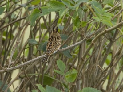 Emberiza rustica