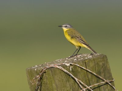 Motacilla flava