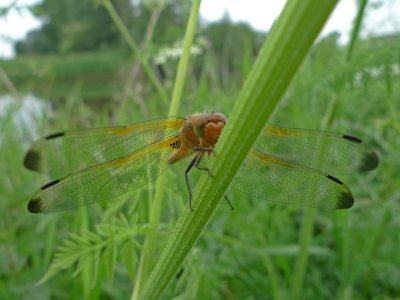 libellula_fulva
