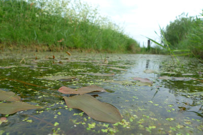 Potamogeton polygonifolius