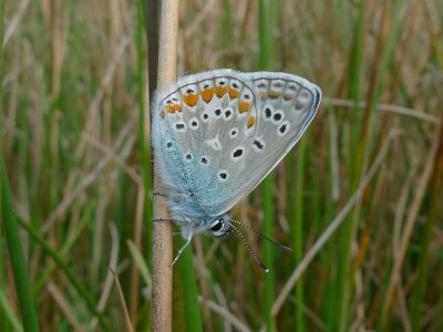 Polyommatus icarus