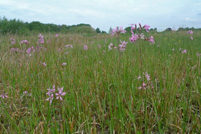 vochtig hooiland met echte koekoeksbloem