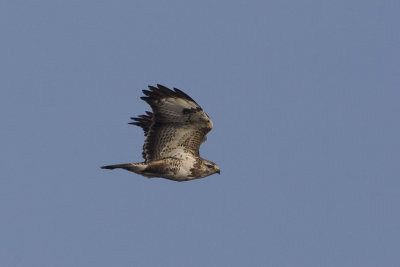 buteo buteo