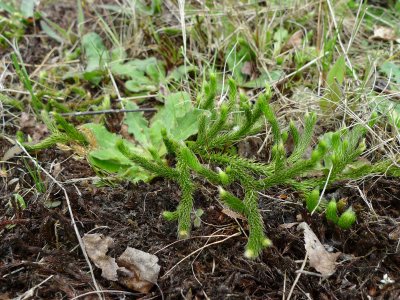 Lycopodium clavatum