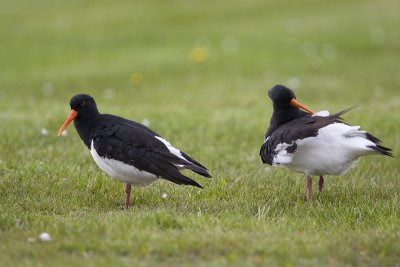 Haematopus ostralegus