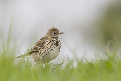 Anthus pratensis