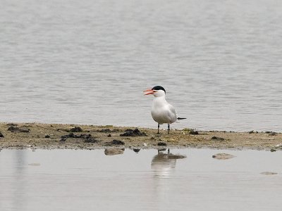 Hydroprogne caspia