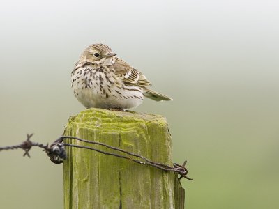 Anthus pratensis