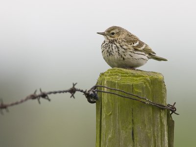 Anthus pratensis