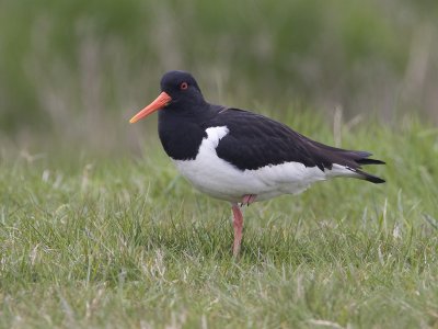 Haematopus ostralegus