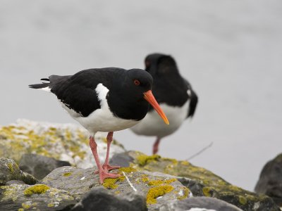 Haematopus ostralegus