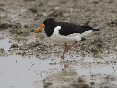 Haematopus ostralegus